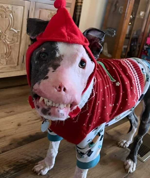 _XDogs's tweet photo. This faithful dog suffered serious burns to save his master 😔🙏 Is he still handsome? 🙏 https://t.co/9U7XViuvi7