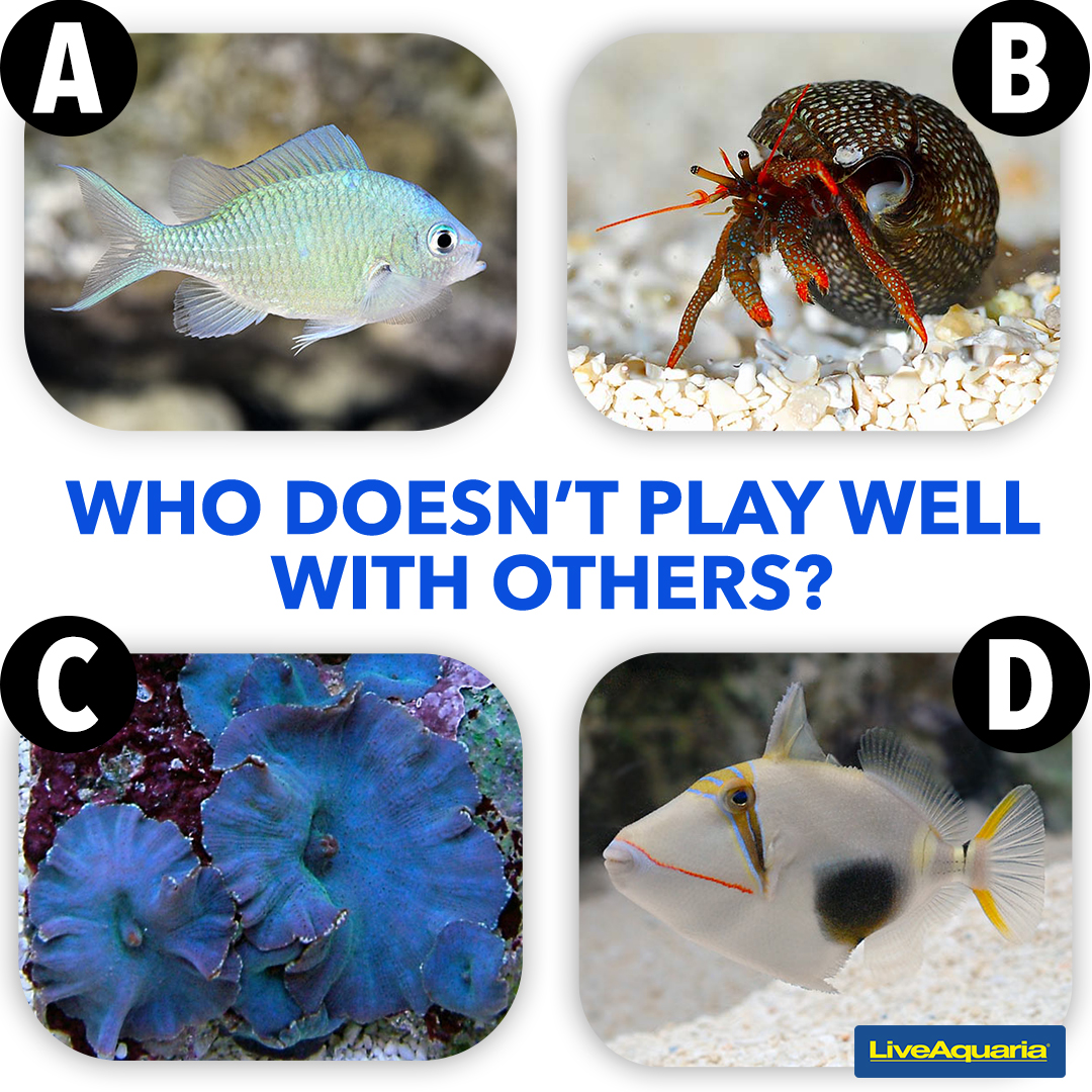 LiveAquaria's tweet photo. Compatibility is key. Study the quartet below and let us know who would disrupt the success of this aquatic symphony. Post your answer of the trio you think could live in harmony.
https://t.co/RvEOy6v3RV
#reefaquarium #marinefish #coral #marineinvert https://t.co/edvnxtCVcO