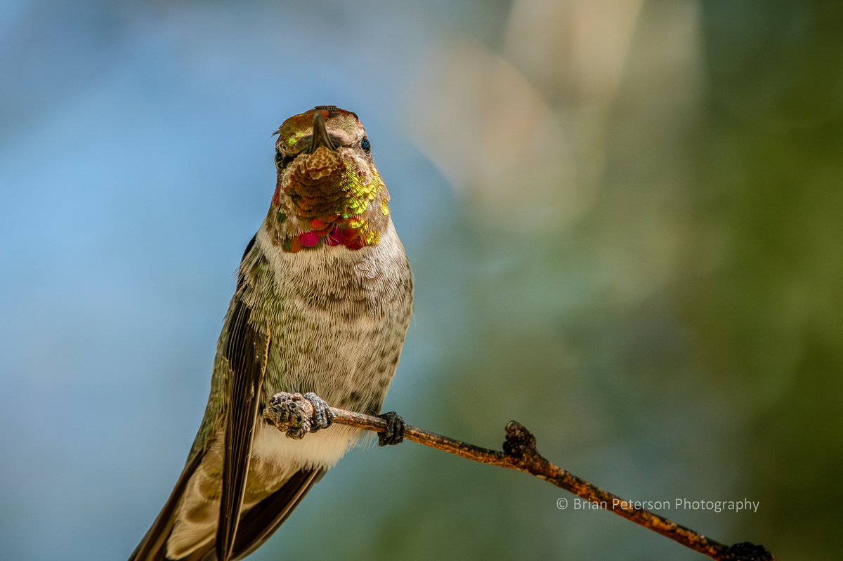 Dr_Brian_Pet's tweet photo. Bird on a Stick!
#birdonastick
Look at the #feathers πͺΆ https://t.co/ofjhgLExuX