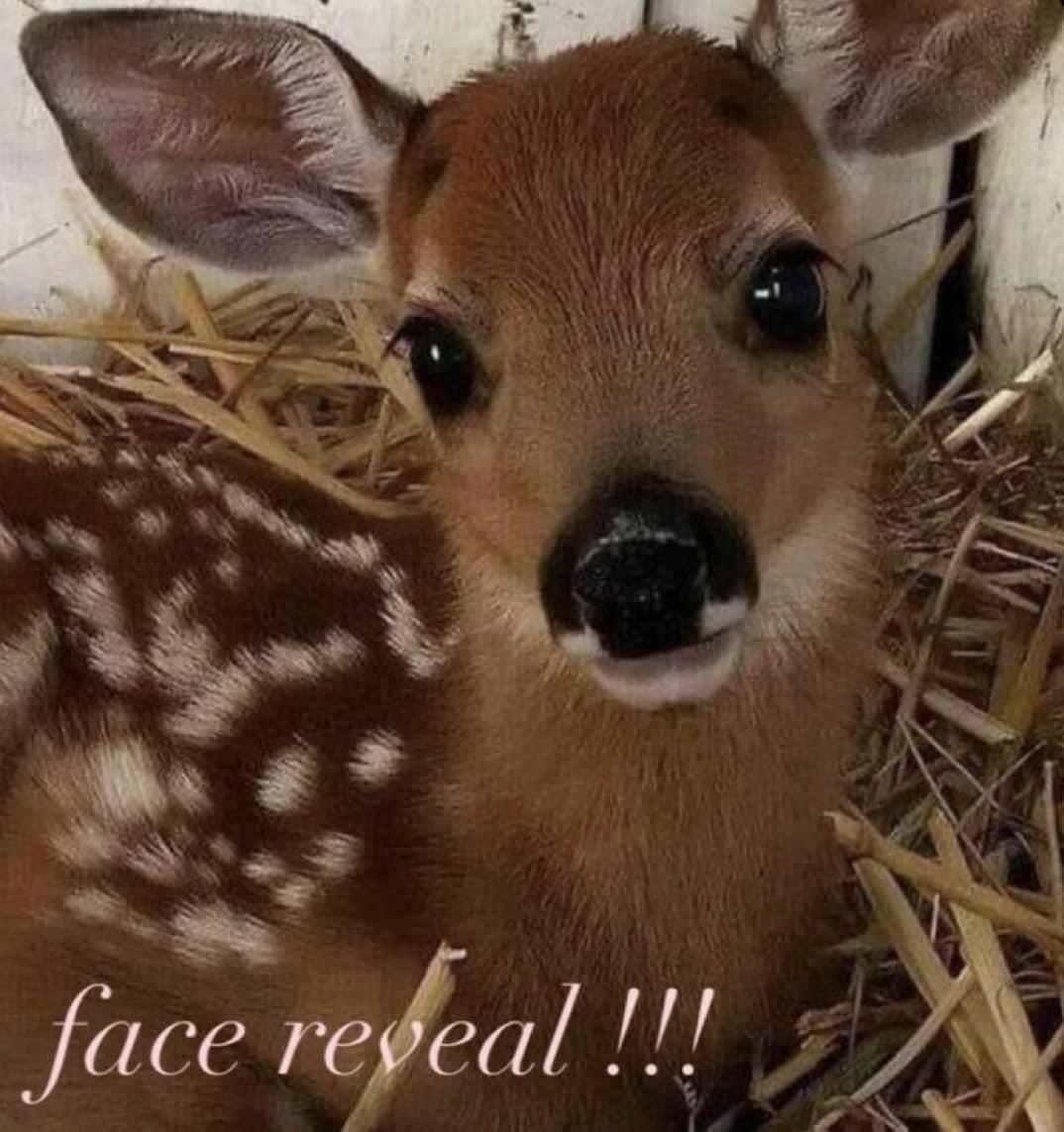 deershouldnt's tweet photo. https://t.co/D1wbQLkst3