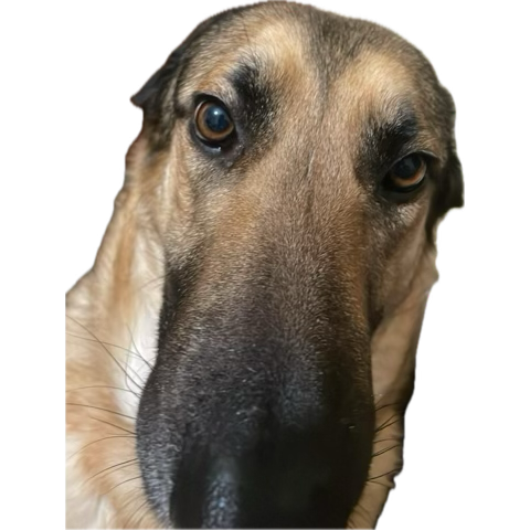 Live admin dog reaction