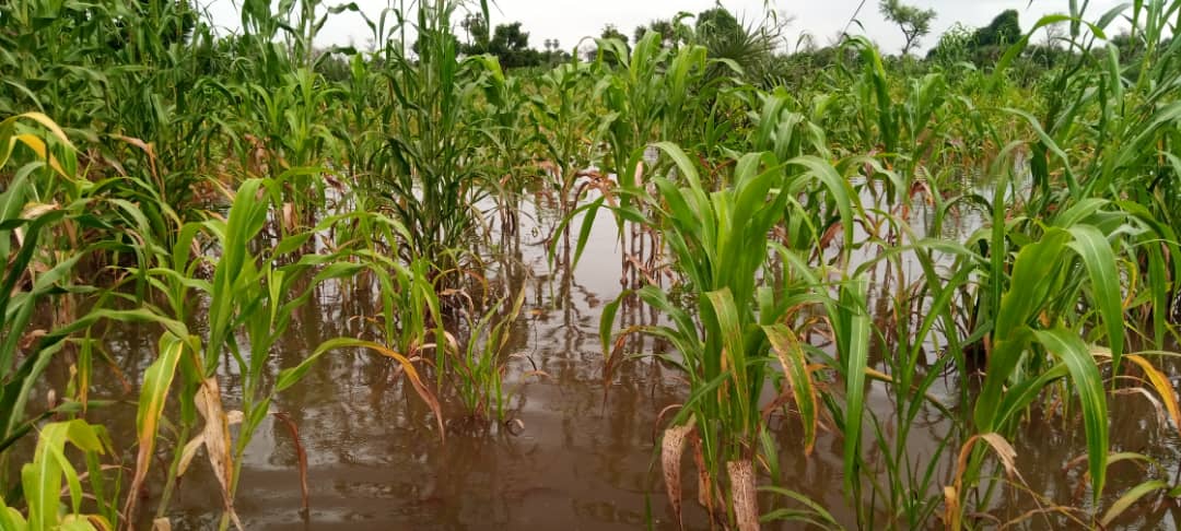 MukhieOmer's tweet photo. In Central and West Africa, devastating floods have displaced hundreds of thousands, leaving many without homes.
At @ifrc, we are working with Red Cross Red Crescent teams to deliver lifesaving immediate aid and long-term programs to build resilient communities. https://t.co/v6map8mM4W