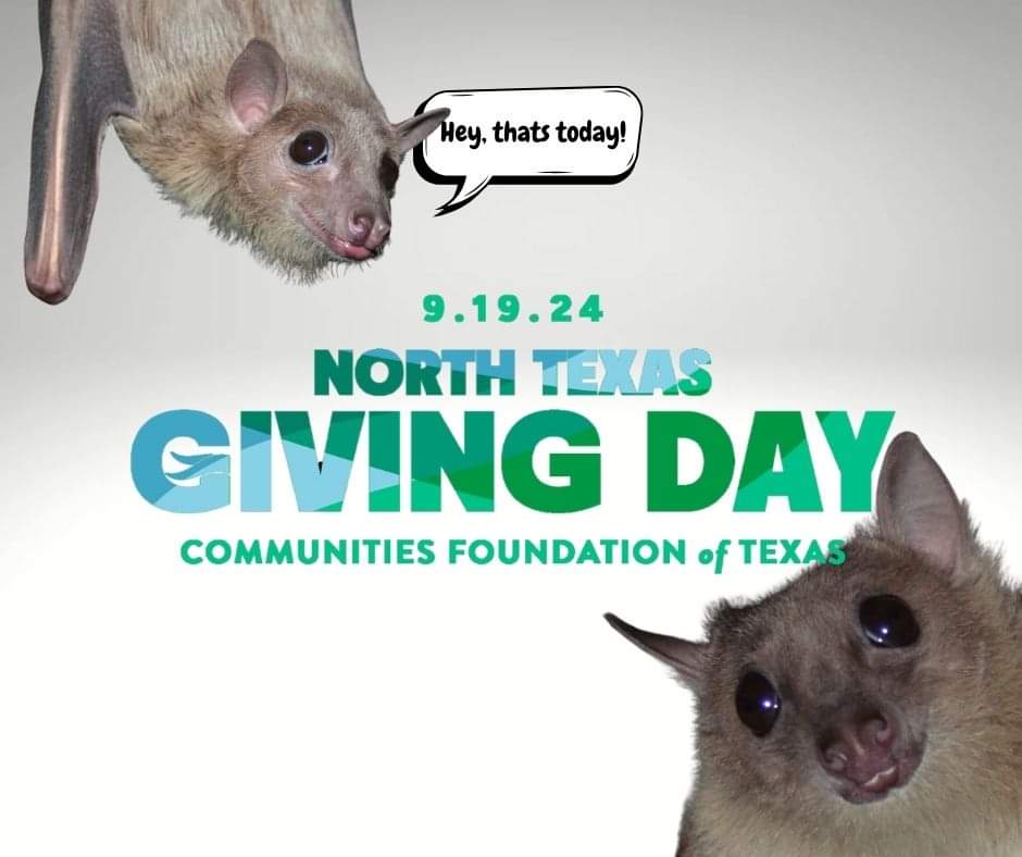 batworld's tweet image. Today's the day! North Texas Giving Day is in full swing, and we need all the help we can get to make the Bat World Learning Center a reality.

Please follow the link below to donate, and please share! Thank you so much for any help you can lend. &amp;lt;3

northtexasgivingday.org/organization/B…