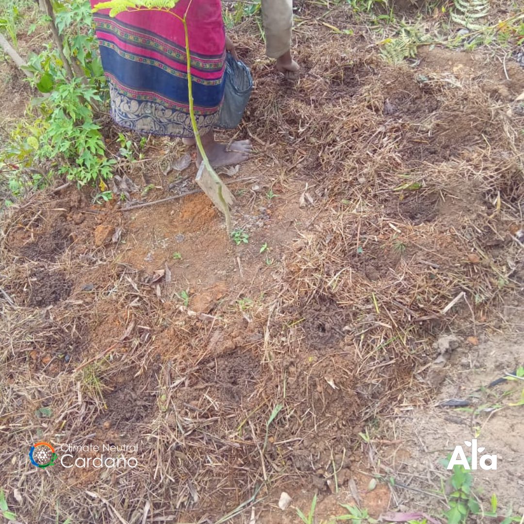 Banana maintenance and cereal sowing. Things are Growing 🎋