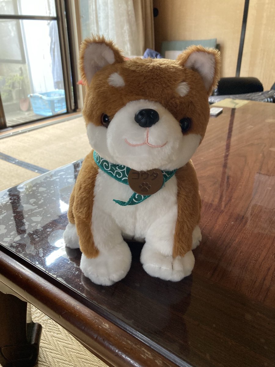 ume_moko's tweet photo. 最近できた母のワン友🐶コウタ君
#シバ犬
#認知症
#コウタ
#わんこ https://t.co/vBGMHCLnw4