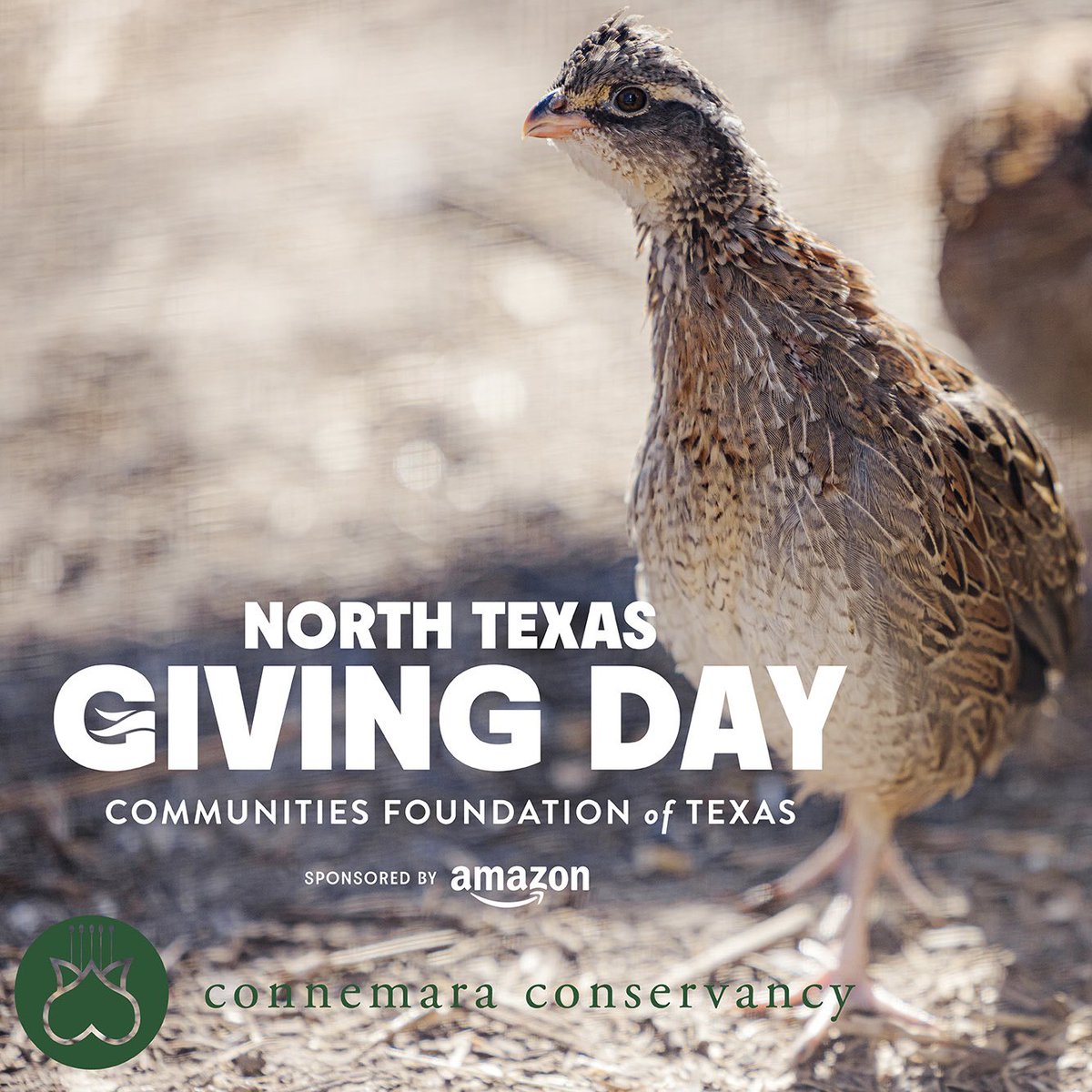 Today’s the day - Thank You for your support!  #connemarameadowpreserve #prairierestoration 
northtexasgivingday.org/organization/C…
