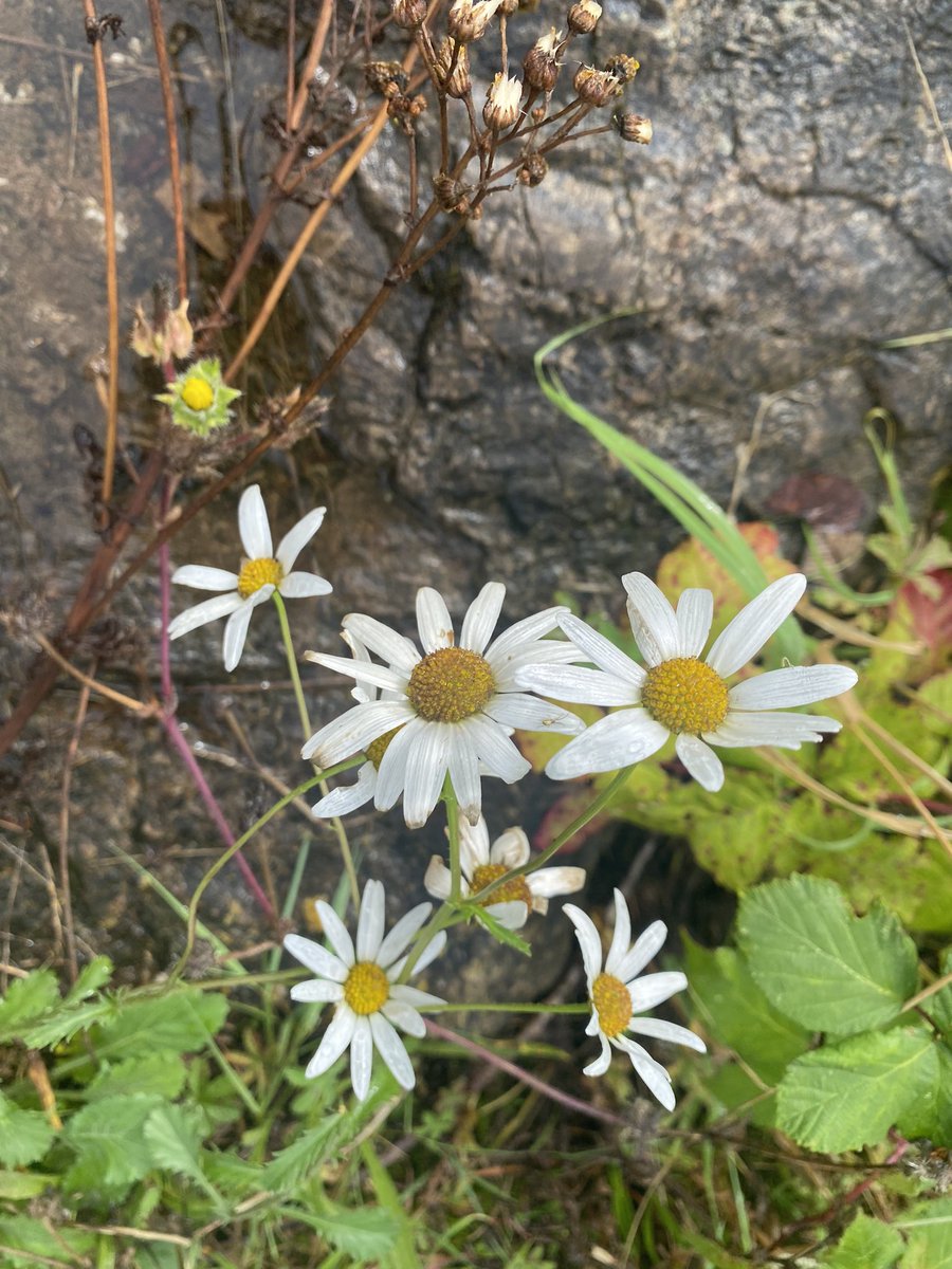 Thank you to all the parents who attended our Family Cafe today ☕️ The support you have for each other is amazing ❤️ #Wellbeing <a href="/MillbrookP/">Millbrook Primary</a>