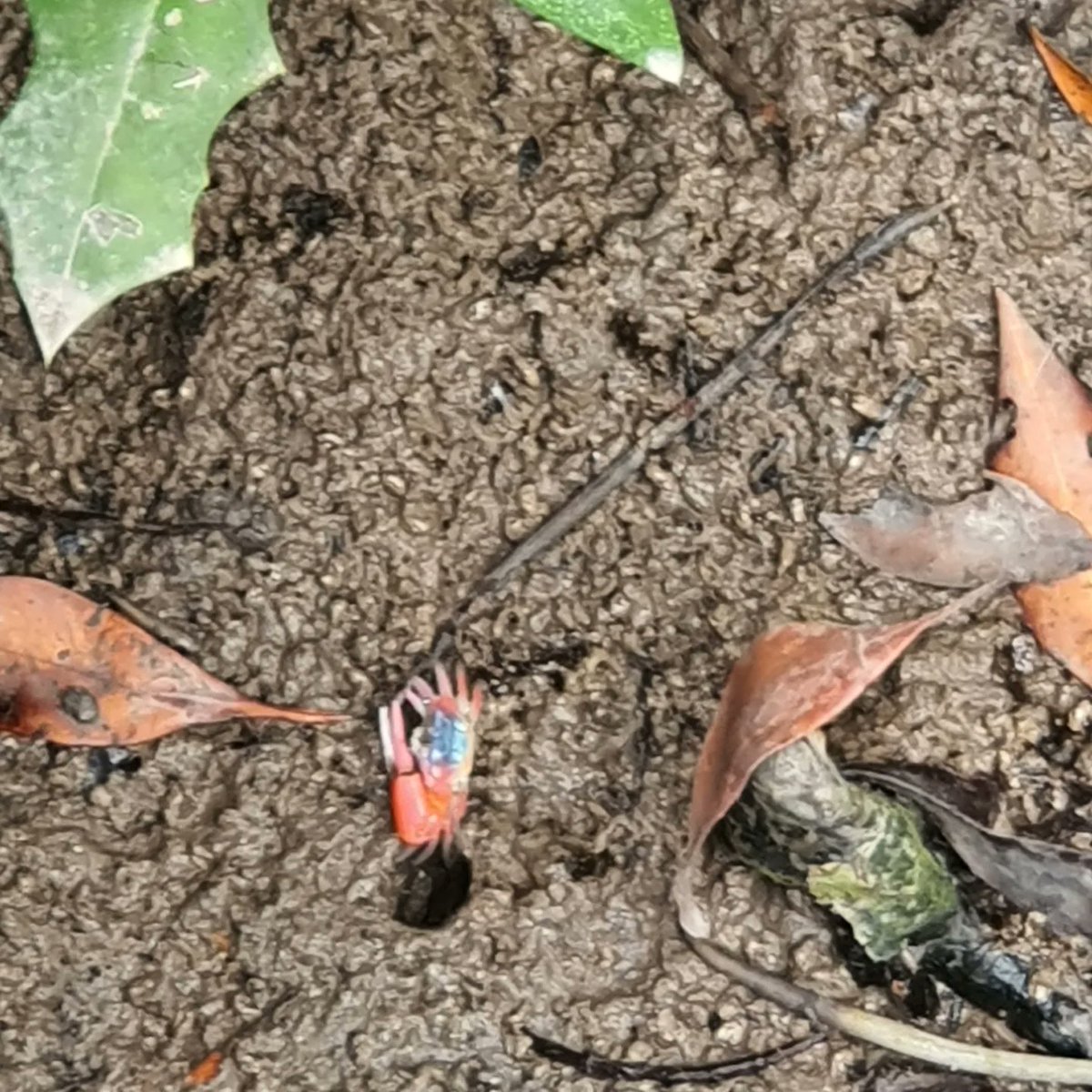 Wukui Mimug tweet media