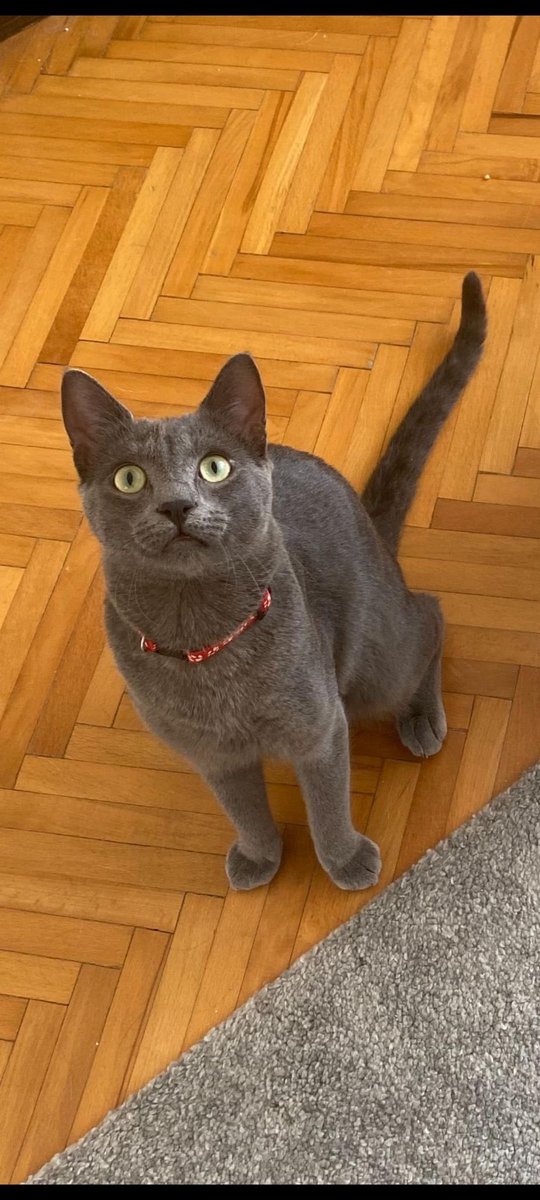 masum_gozler's tweet photo. Bu kedicik 1.5yaşında erkek kısır russan blue kırması yabancı olduğu evden kaçıp kayboldu İstanbul Küçükçekmece Tepeüstü Yenimahalle Cennet mahallesi yakın mahalleler olabilir boynunda kırmızı bir tasması var eğer duruyorsa görenlerin acilen aramaları rica olunur
0553 167 60 90🙏🏼 https://t.co/IlUxeOHbYt