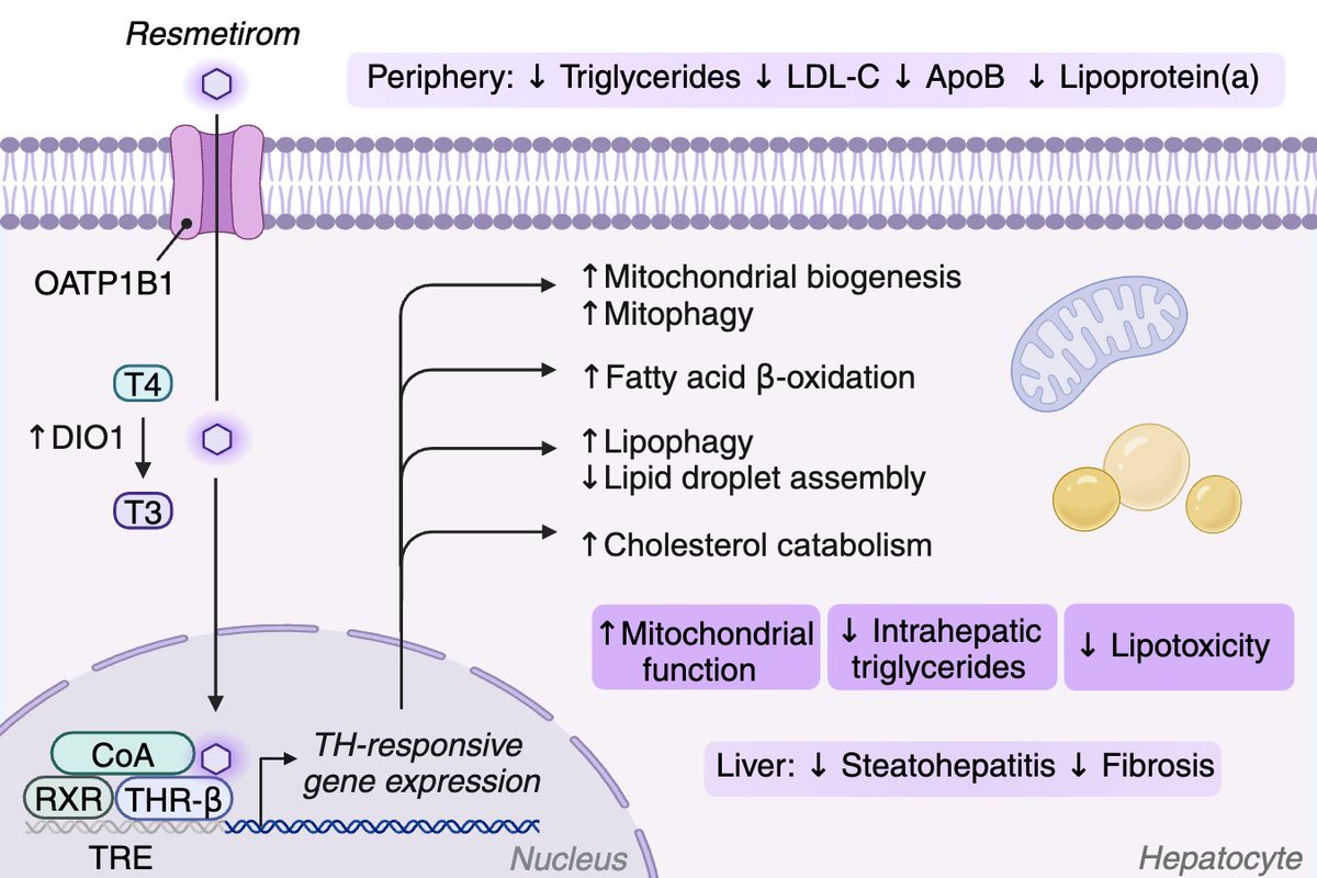 Leigh Goedeke, PhD (@goedekeleigh) on Twitter photo Our review article on Rezdiffra™ (resmetirom), the first FDA-approved drug for #MASH, is now available online! Congrats to first-author <a href="/nfbrisnovali/">Niki F. Brisnovali</a> and co-author, Connor <a href="/IcahnMountSinai/">Icahn School of Medicine at Mount Sinai</a> <a href="/SinaiHeartBlood/">Cardiovascular Research Institute at Sinai (CVRI)</a>
authors.elsevier.com/a/1jo9xbg0kop0s
<a href="/TrendsinPharma/">Trends in Pharmacological Sciences</a> <a href="/CellPressNews/">Cell Press</a> Our review article on Rezdiffra™ (resmetirom), the first FDA-approved drug for #MASH, is now available online! Congrats to first-author <a href="/nfbrisnovali/">Niki F. Brisnovali</a> and co-author, Connor <a href="/IcahnMountSinai/">Icahn School of Medicine at Mount Sinai</a> <a href="/SinaiHeartBlood/">Cardiovascular Research Institute at Sinai (CVRI)</a>
authors.elsevier.com/a/1jo9xbg0kop0s
<a href="/TrendsinPharma/">Trends in Pharmacological Sciences</a> <a href="/CellPressNews/">Cell Press</a>