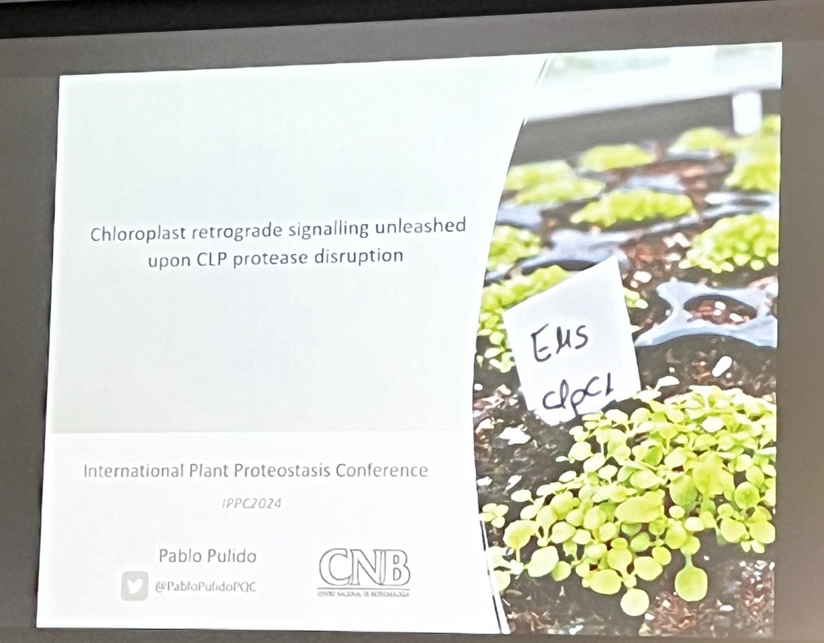 PlantoPhagy's tweet photo. @PabloPulidoPQC is talking on the most important organelle on earth, the #chloroplast (Cp) & #QualityControl #CpUPR #IPPC24 https://t.co/Lnrr9DX6le