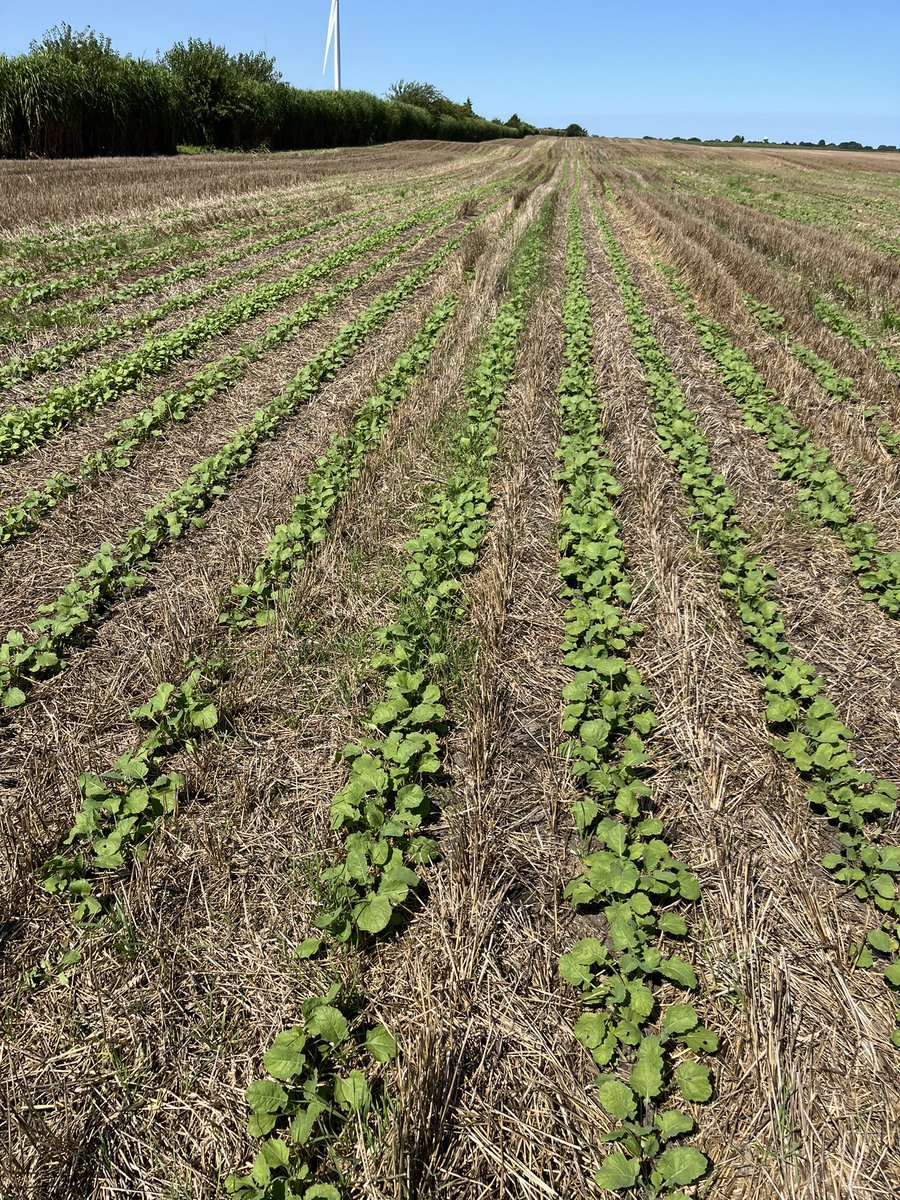 Dr. Art Schaafsma is hosting an event in the challenges and opportunities with no-till winter canola. He has thoughts to share on managing slugs. 
Oct 1 at 9:30am near Ridgetown. Contact me for the location.