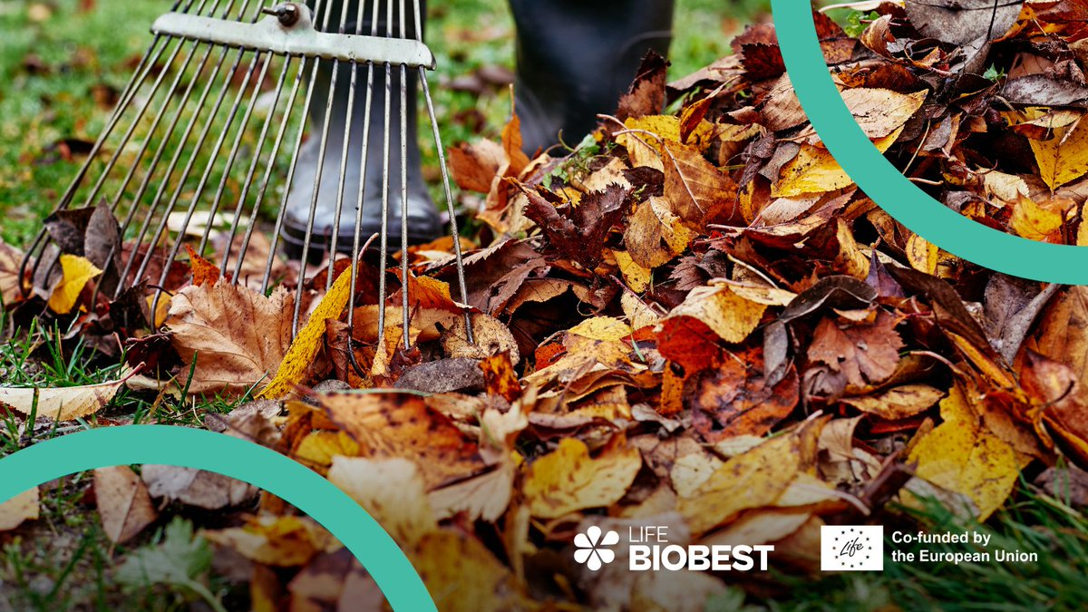zerowasteeurope's tweet image. 🍂 Fall cleaning your #biowaste strategy? Don&apos;t leaf these out! 🍁

The #LIFEBIOBEST guidelines are your go-to resource for:
🗑️ Separate collection
💸 Economic incentives
🌱 Quality compost
📢 Public engagement

Still relevant, always useful. Explore now: zurl.co/HN2G