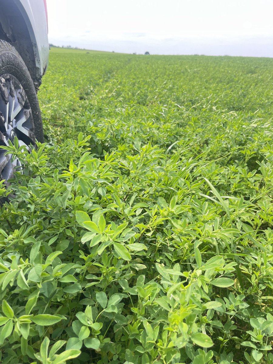 La reina se está despertando.