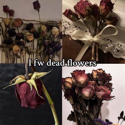 𝐭𝐡𝐞 𝐯𝐚𝐦𝐩𝐢𝐫𝐚 𝐬𝐡𝐨𝐰 🪦 (@horrorsthetics) on Twitter photo 