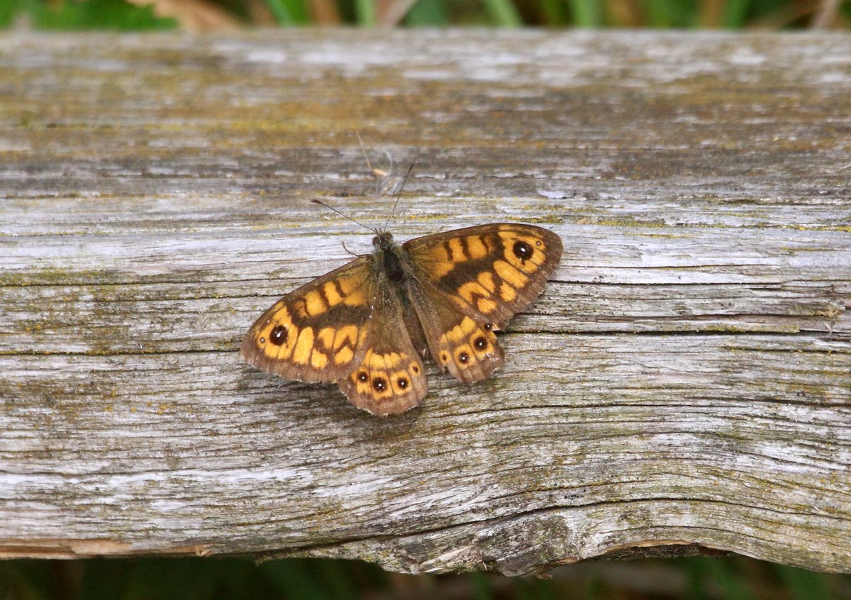 It's not all doom and gloom in the Butterfly world. Brown Hairstreak are spreading across London and I saw my first in Allens Gardens, Hackney on 27/8. Now it seems that Wall are making a comeback in London, 4 seen <a href="/RSPBRainham/">RSPB Rainham Marshes</a> today including this one (on decking near toilets).