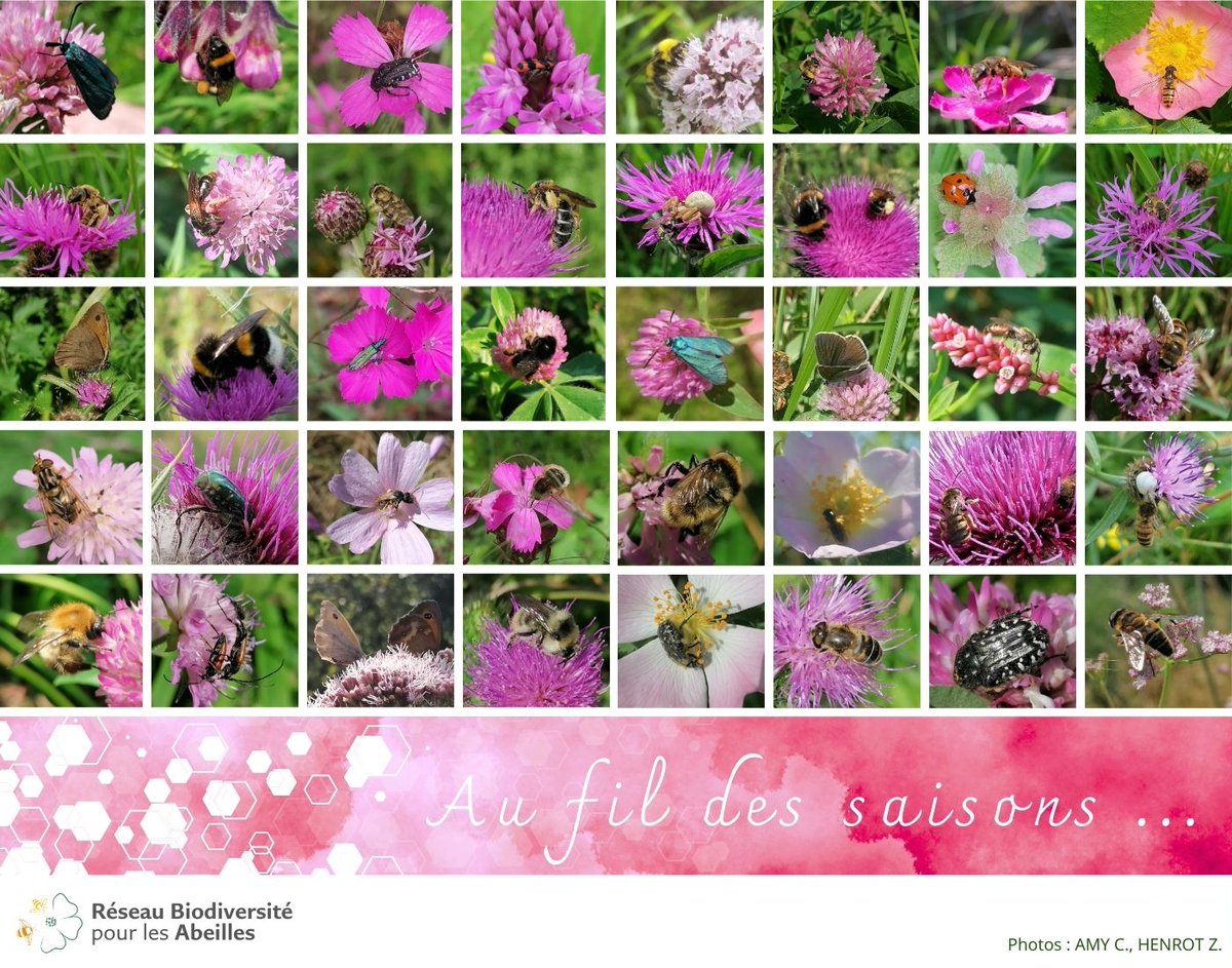 Réseau Biodiversité pour les Abeilles (RBA) tweet media