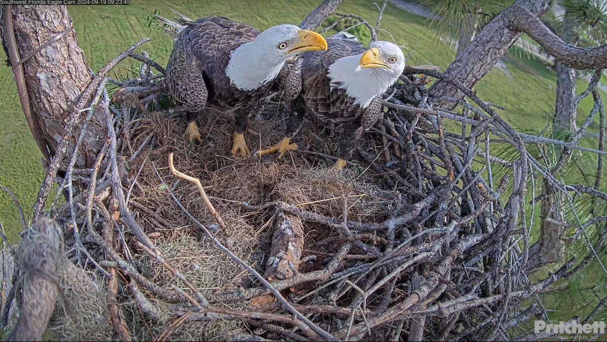 SWFL Eagle Cam tweet media