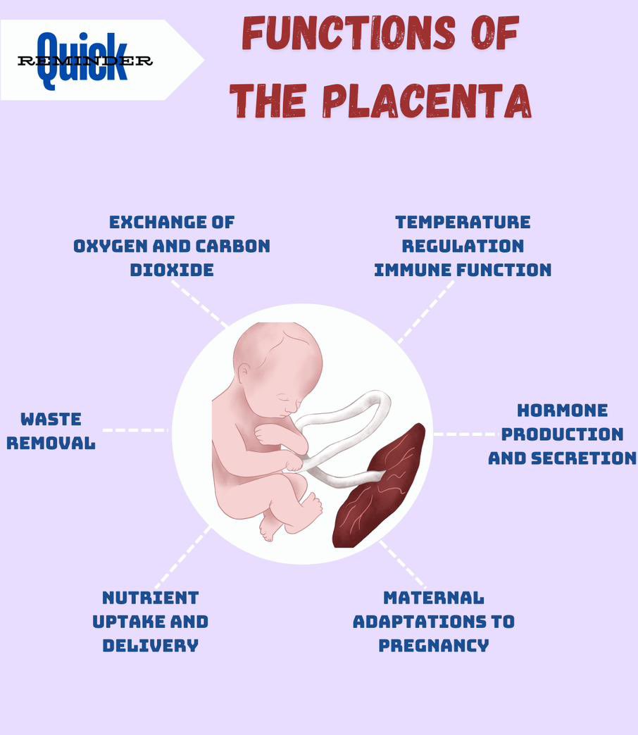 DoclabsN's tweet image. 📍Quick reminder 
functions of the placenta