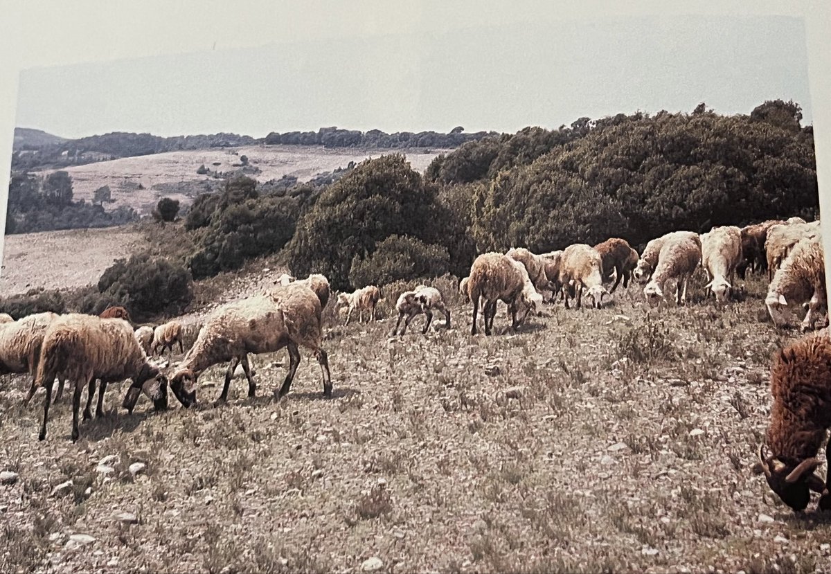 joan real tweet media