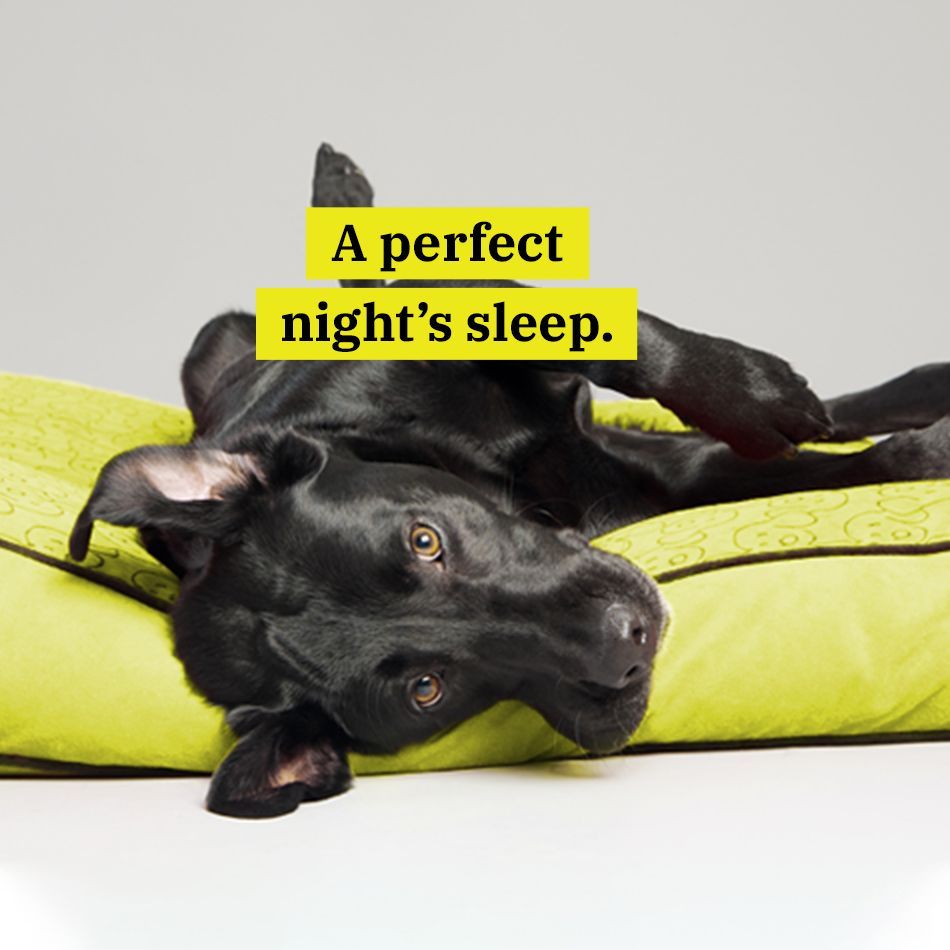 WaggingTailsPR's tweet image. Whether you travel near or far, your #dog can consider WTPR their home away from home: bit.ly/4dOFcFl

#dogdaycare #dogboarding #dogboardingfacility #dogsofinstagram #Minneapolisdogdaycare #dogdaycareminneapolis #dogboardingminnesota