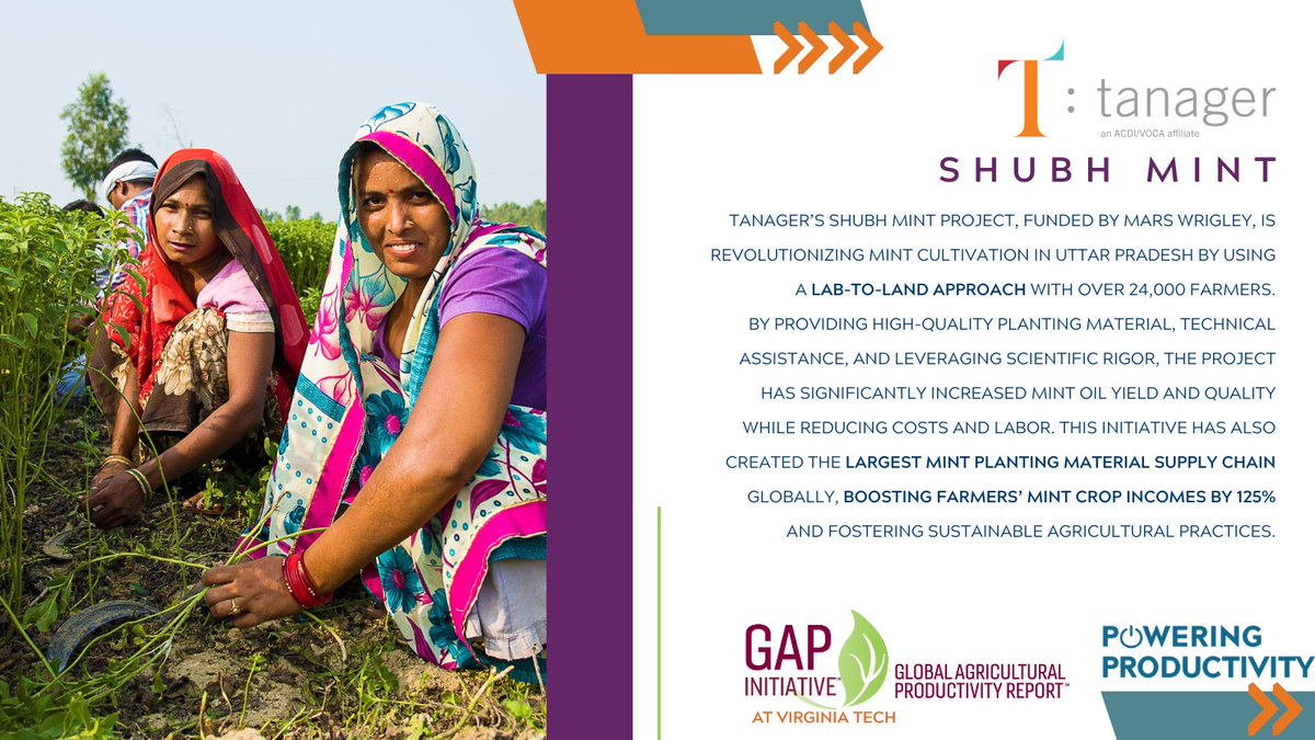 🌱<a href="/TanagerIntl/">Tanager</a> empowers smallholders in #India by adapting scientific principles in mint cultivation to local conditions, which has improved #productivity, reduced costs, &amp; increased mint crop incomes for 24K+ farmers. Full story at 2024 GAP Report launch→bit.ly/3SMV6aN