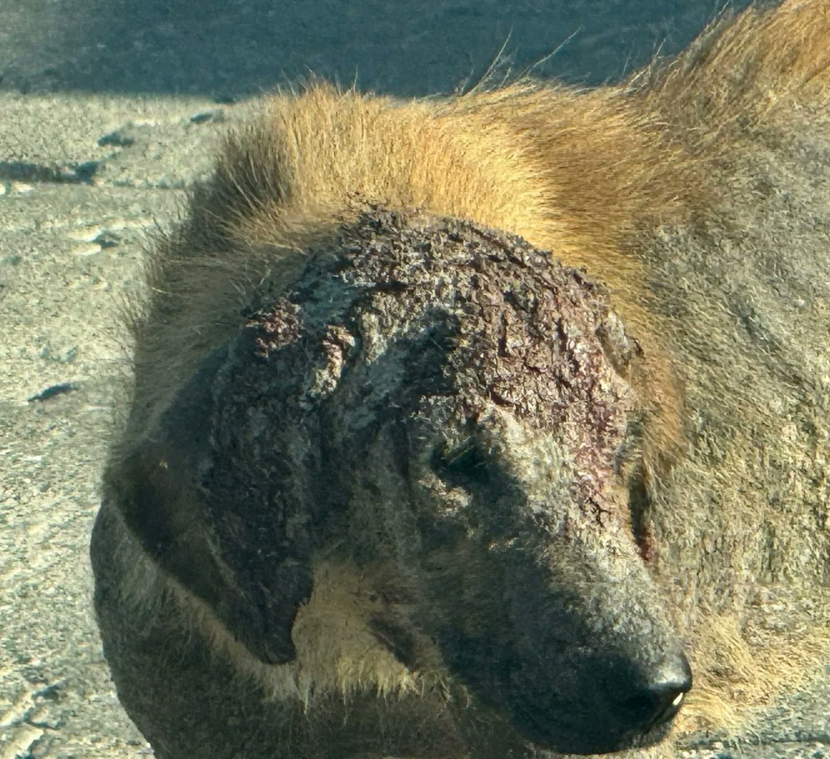 nazhayvansever's tweet photo. Bir garip, hiç kimseye muhtaç değil.
Onu muhtaç hale getirenler sağır, dilsiz, kör❗

Vicdanlı insanlar olarak bizler ona çare olacağız, yaşatmak için mücadele edeceğiz❗
Sizlerle birlikte,
Dayanışma, sevgi ve birliktelikle ✌️

Bize mesaj yoluyla ulaşabilirsiniz.
0543 511 20 26 https://t.co/lYwSQ1qLkK