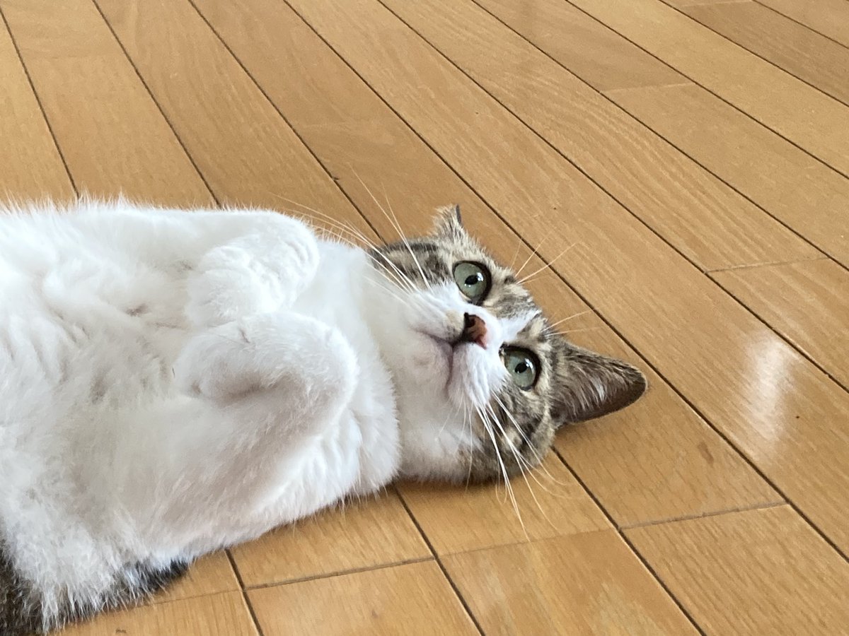 そういえば久々に開きが落っこちてました。夏ですね