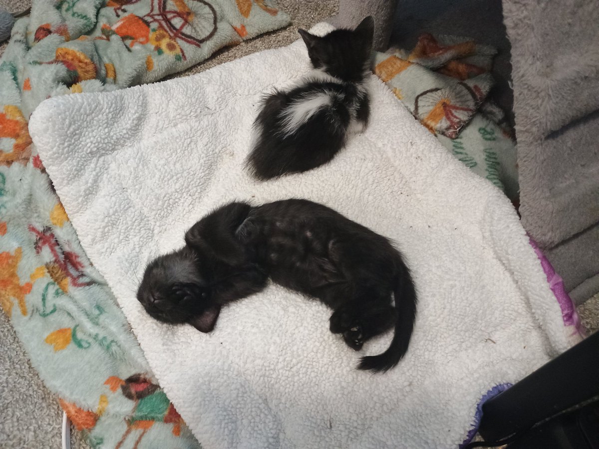 CagleCats's tweet photo. Oh, to be a kitten Sleeping Stupidly https://t.co/fHkIk7F5iO