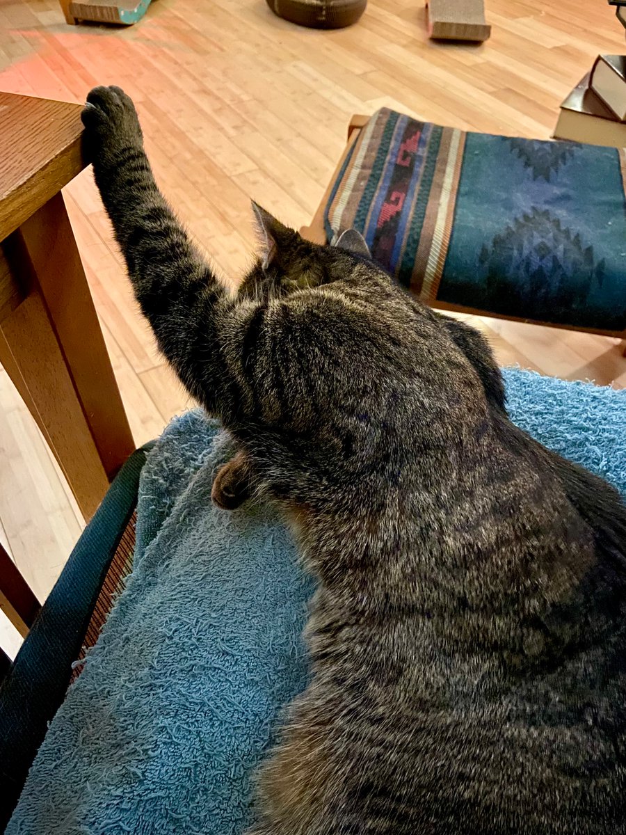 Nellie often sleeps on my lap like this. Scientists have no explanation.