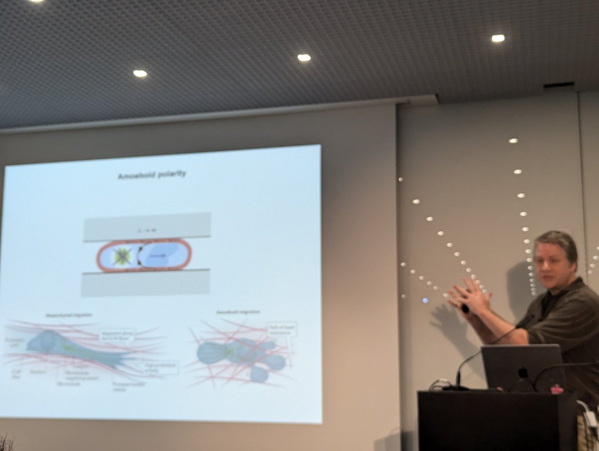 Michael Sixt <a href="/Sixt_Lab/">Sixt Lab</a> thinks that immune cells are the most fascinating cells to study and told us how they move by pushing things out of their way, dragging or pushing the nucleus and all about WAVes 🌊 and WASps 🐝 organizing actin. #MPZPM <a href="/MPZ_PhysMed/">Max-Planck-Zentrum für Physik und Medizin</a>
