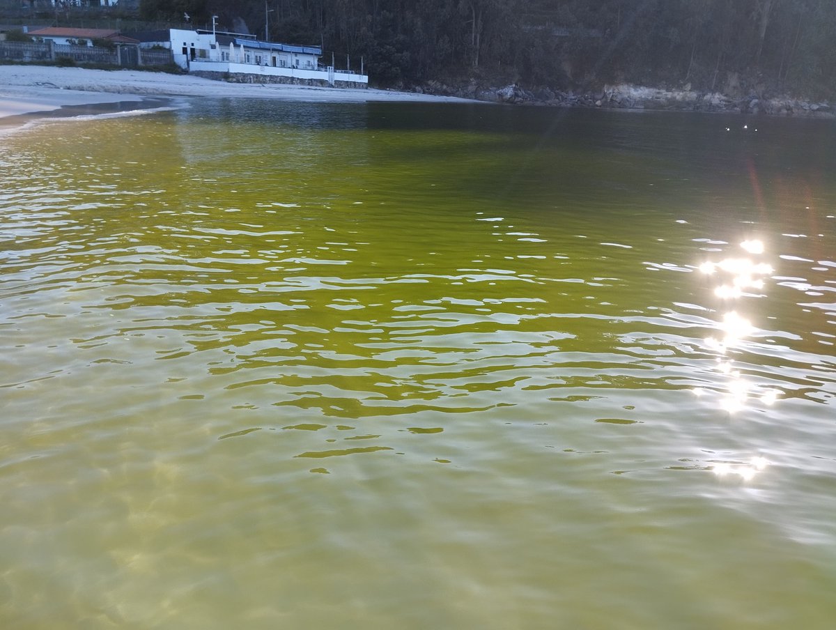 Hoy os hablo en #Fitopasión sobre la marea verde que se ha extendido por las Rías Baixas en estas semanas. El título era fácil: "Marea verde en las Rías Baixas" wp.me/p6IFqS-dr5 📸Playa de Mogor <a href="/Lilestak/">Francisco Rodriguez</a>