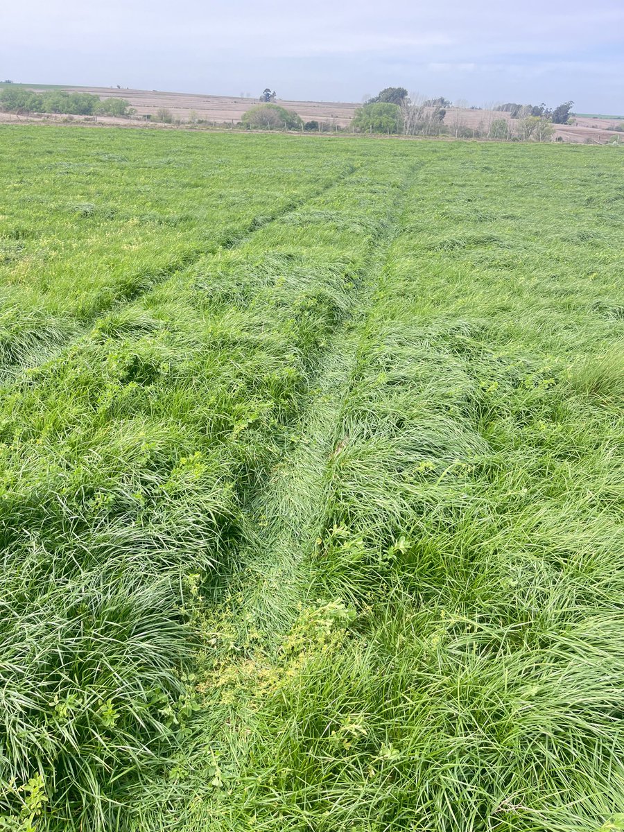 Rye grass Reward 2023