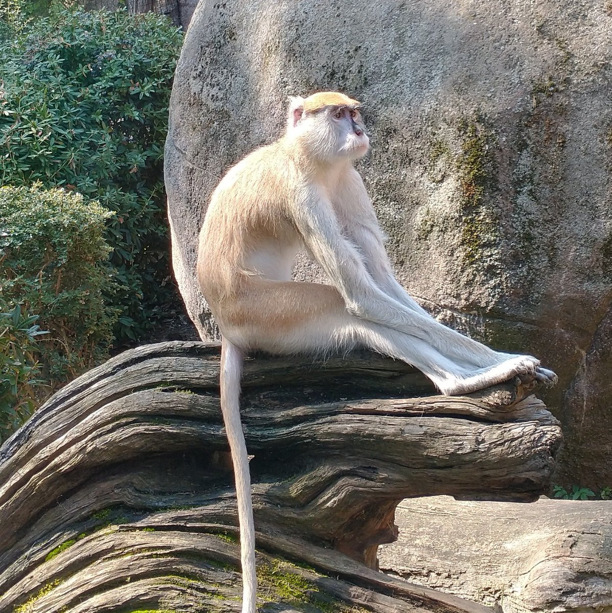 Okie dokie, humans of X: please caption this primate-going-through-an-existential-crisis we happened upon today!