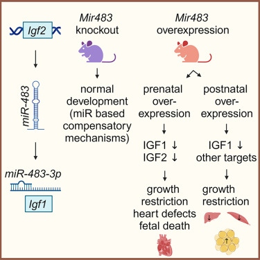 IMS_MRL's tweet photo. 🗣️New paper alert in @CellReports: MicroRNA-483: a missing link between the major growth factors IGF2 and IGF1 by the #Miguel Constancia lab and colleagues at @IMS_MRL and @Cambridge_Uni, @UofGlasgow, @UMontreal and @univienna. 
https://t.co/NtAWORSbJQ https://t.co/dqpb64MCuA