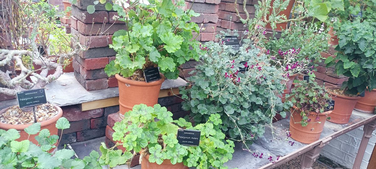 Tiziana Sgamma tweet media