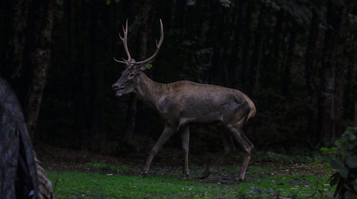 orrmanya's tweet photo. 🦌💚 https://t.co/zvswPSlwGk