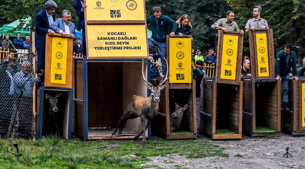 orrmanya's tweet photo. 🦌💚 https://t.co/zvswPSlwGk