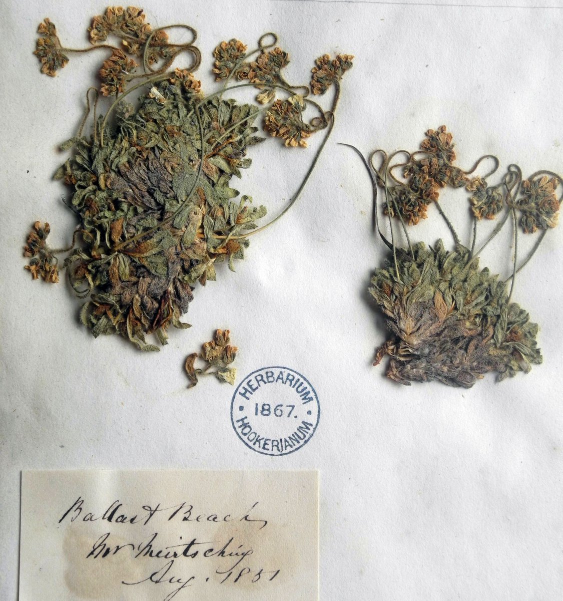 Trimaris 😷 tweet media