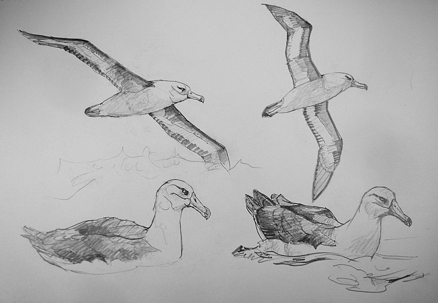 haiiromizunagi's tweet photo. いつもの所ＩとⅡで #キャンベルアホウドリ #Campbellalbatross #Albatross #Mollymawk #Thalassarche と #シャチ #Orca #Orcinus を #大人の鉛筆 で #スケッチ #ドローイング 昨日の続き‥海面に浮く姿を余白に追加。次頁は時化のウネリと2種がいる景色のメモ描き。実際見たタイプD、麻呂眉の丸顔鯱‥ https://t.co/gDLrHyk0ZA