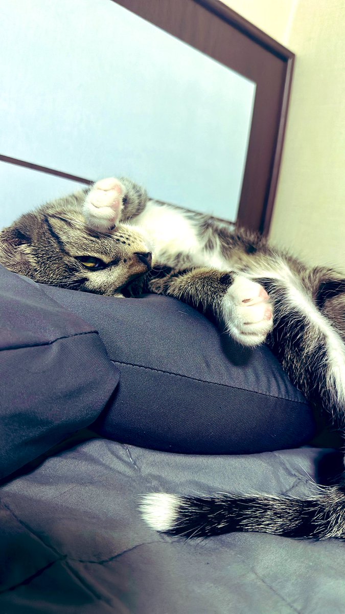 주인을 닮아 우리 애기도 성격이 더럽습니다.
#대구