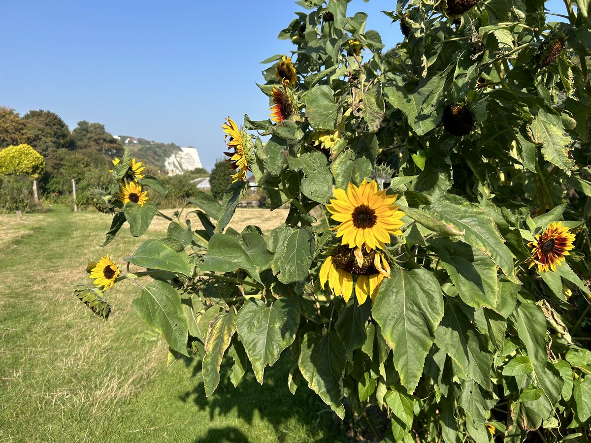 Keith Harrison (@ruralkeith) on Twitter photo Today’s <a href="/RadioLento/">Radio Lento</a>-inspired breather. #Hugelkultur sunflowers & chalk cliffs in/from <a href="/thebaytrust/">The Bay Trust</a> #PinesGarden, after an <a href="/asbp_uk/">ASBP</a> #circulareconomy webinar and award of a <a href="/DefraGovUK/">Defra UK</a> <a href="/KentDownsNL/">Kent Downs National Landscape</a> Access & Inclusion Grant for some new interpretation here :-) Today’s <a href="/RadioLento/">Radio Lento</a>-inspired breather. #Hugelkultur sunflowers & chalk cliffs in/from <a href="/thebaytrust/">The Bay Trust</a> #PinesGarden, after an <a href="/asbp_uk/">ASBP</a> #circulareconomy webinar and award of a <a href="/DefraGovUK/">Defra UK</a> <a href="/KentDownsNL/">Kent Downs National Landscape</a> Access & Inclusion Grant for some new interpretation here :-)