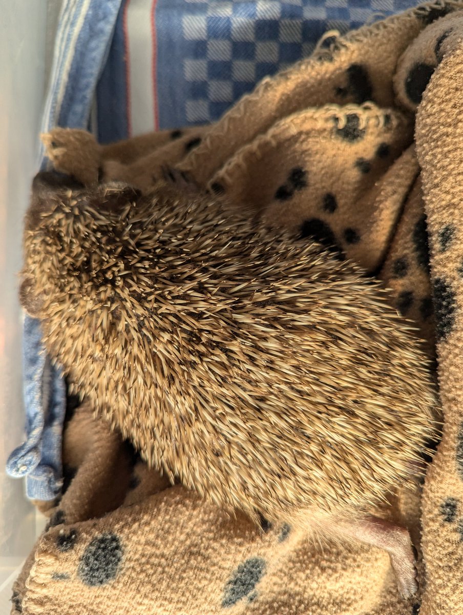 Tsss… #Solange se repose. Elle va très bien et comme elle se sait en sécurité, elle apprécie un petit bain de soleil.