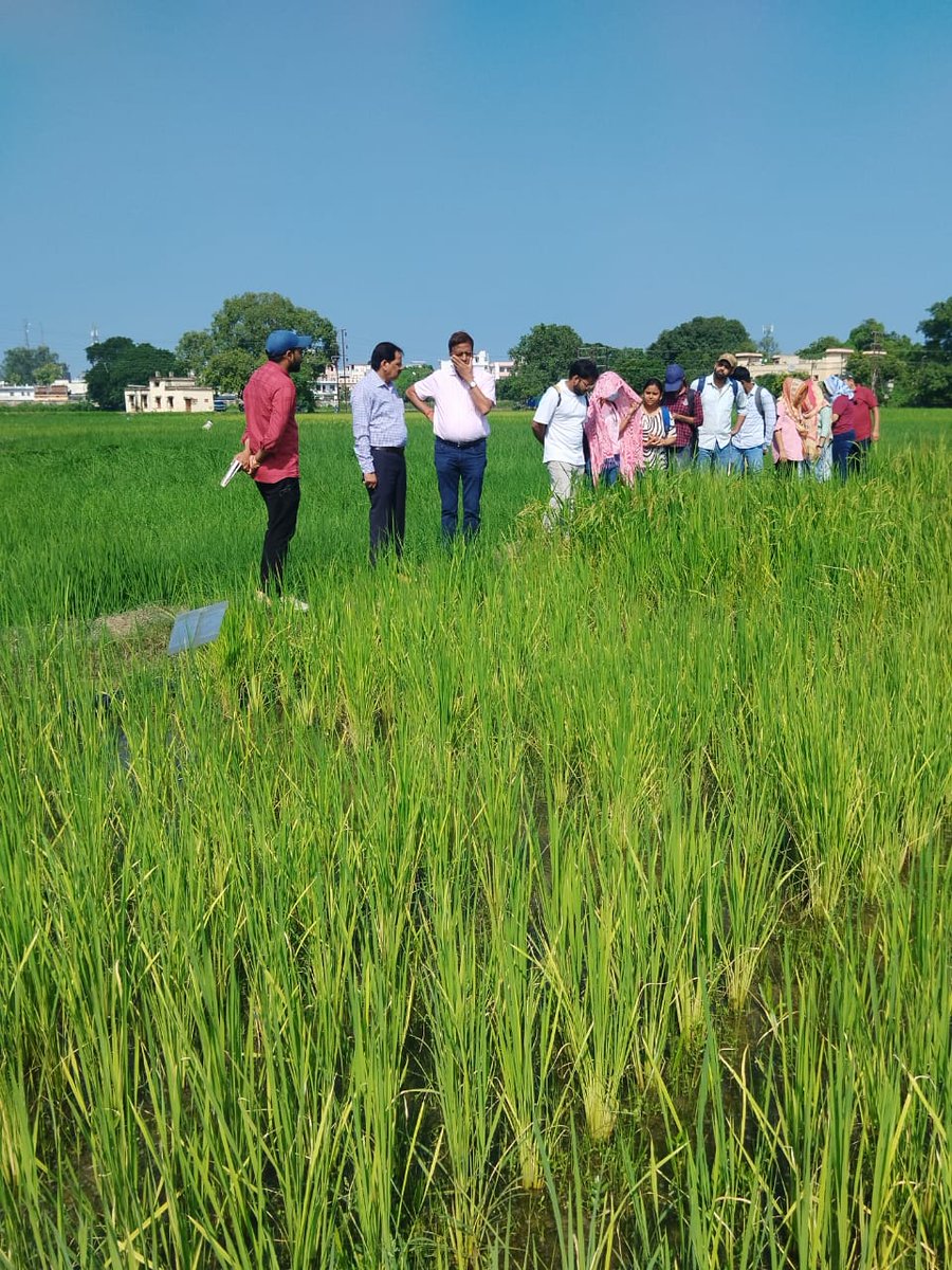 PKSINGHBHU's tweet photo. Prof N K Singh sb National professor  monitoring yield  Qtl introgressed line of  Rice and also  educating our students at Agricultural Research Farm of BHU Varanasi https://t.co/P3J4eAaYSY