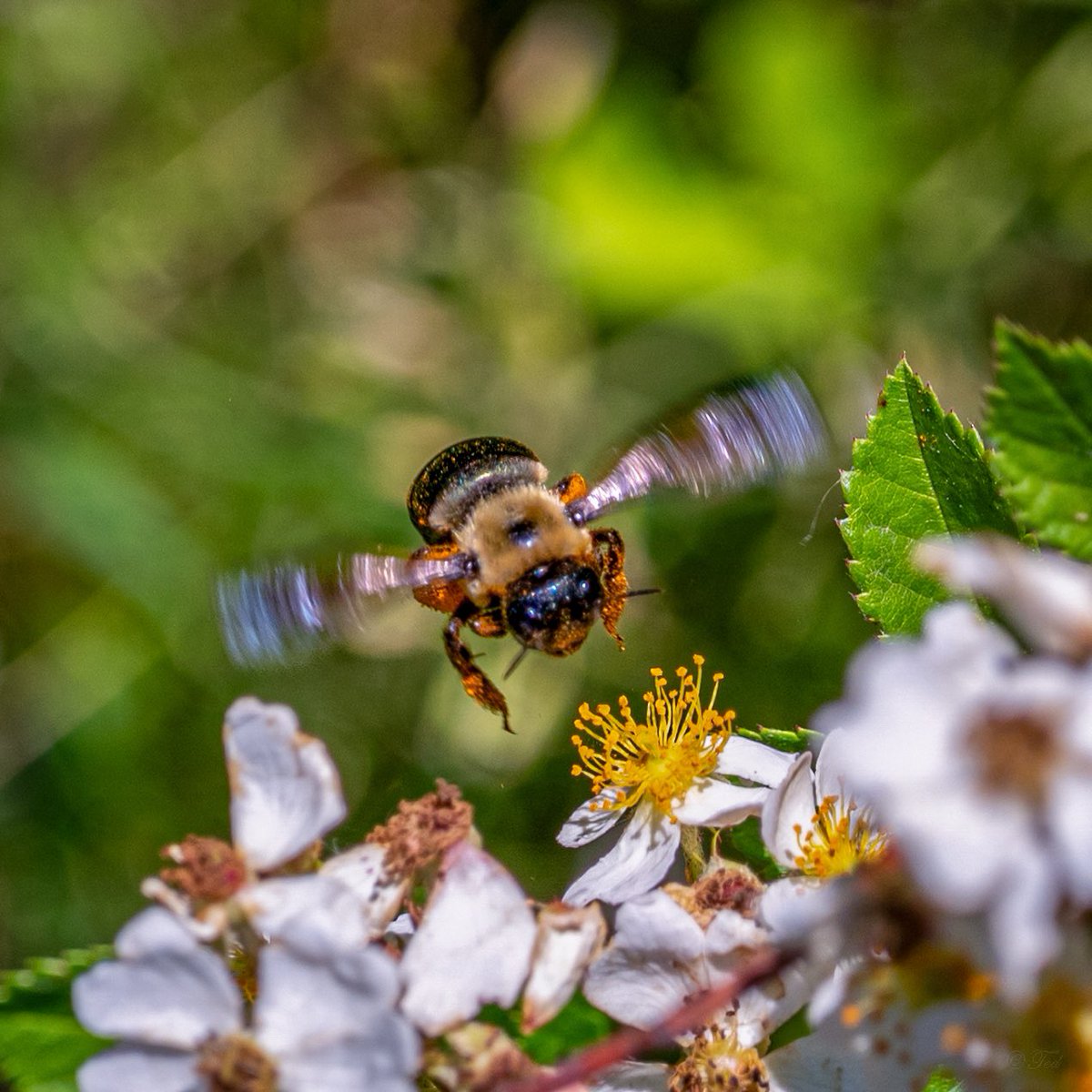 TedGrzelka's tweet photo. @teresaholmes351 #InsectTuesday https://t.co/mktho6Q9vh
