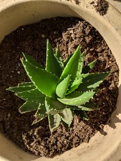 como es posible que me guste cuidar esta plantita como si fuera un bebe