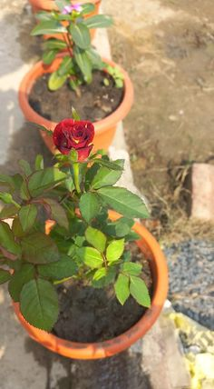 estoy feliz de ver asi mi rosa