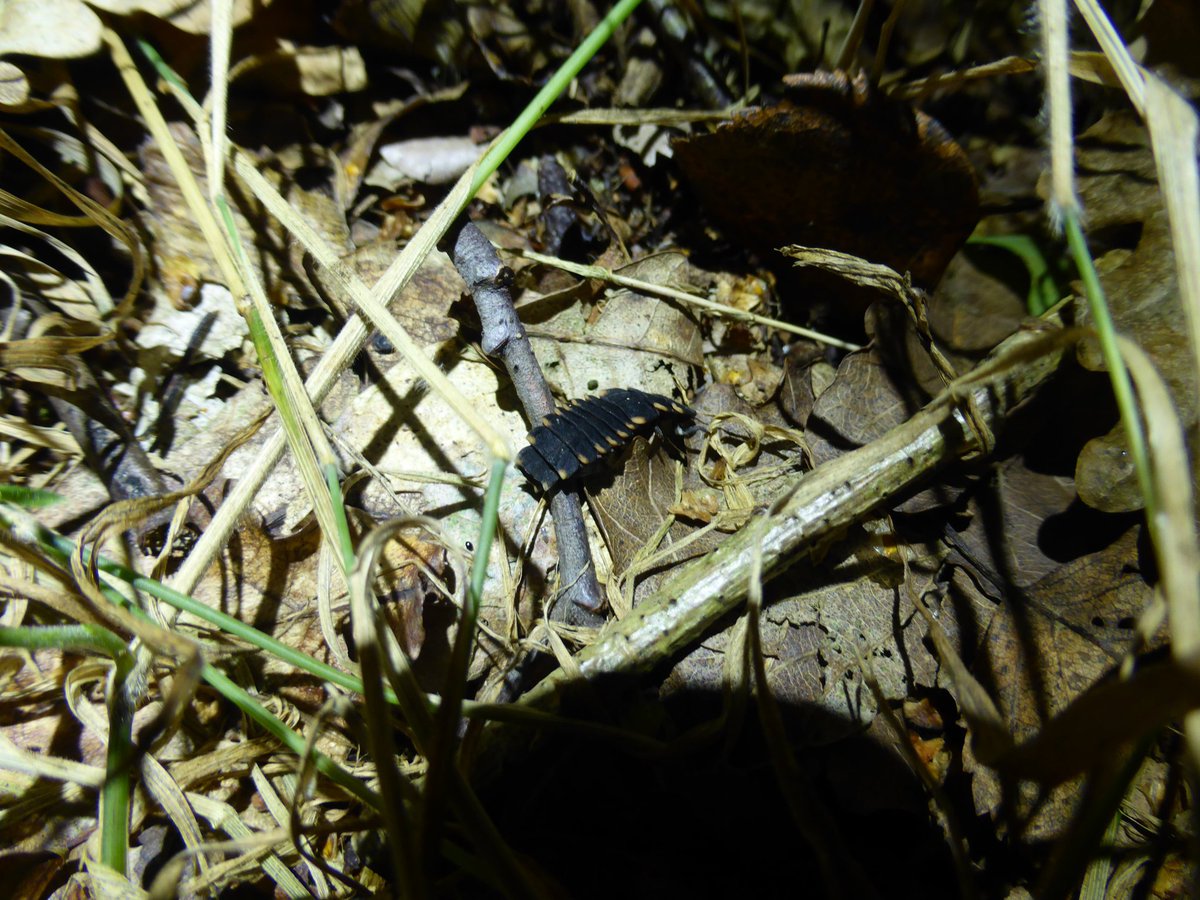 Taking advantage of the warm weather this week with a bat survey. We caught several common pips, a soprano pip, 3 brown long-eared bats &amp; a Natterer's bat. Plus got a lovely display by a few glow worm larvae!
#UKwildlife #bats