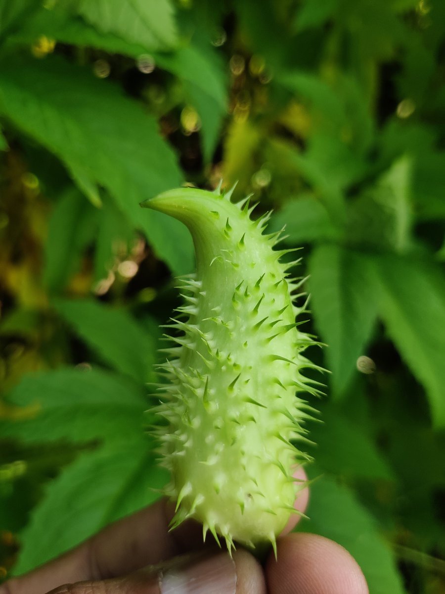 Anand Sankar tweet media