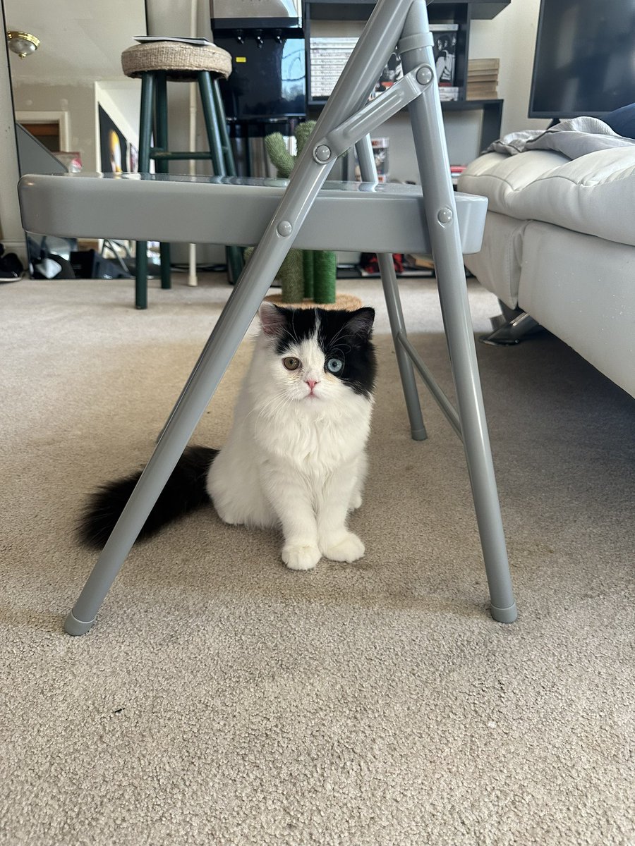 meow